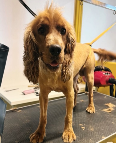 Pet Grooming 1